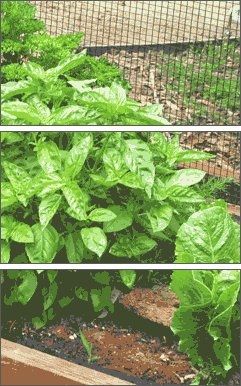 Stacked images of garden trellis